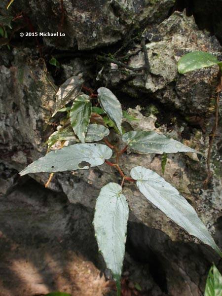 B. chaiana